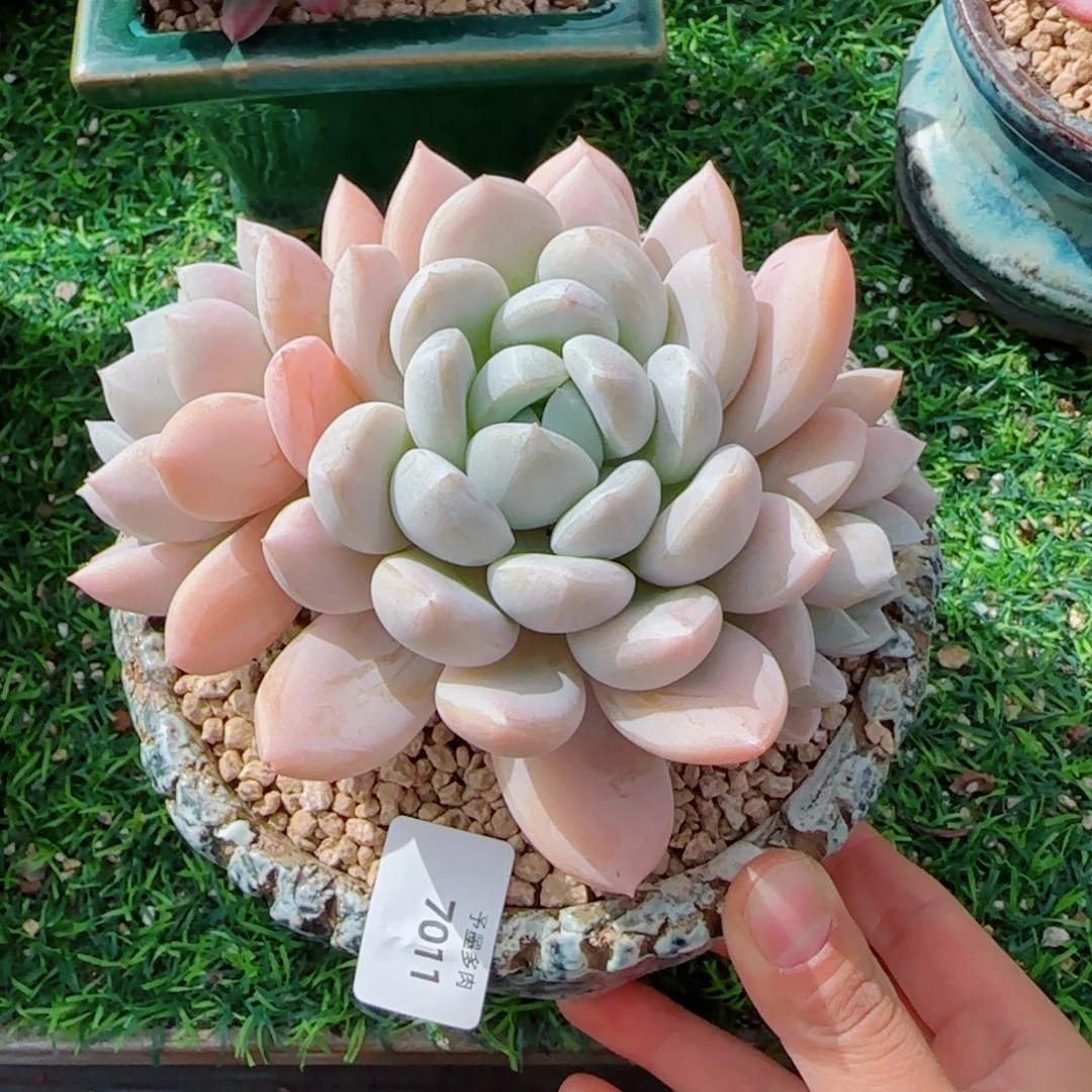 三头白芙蓉，7011多肉植物