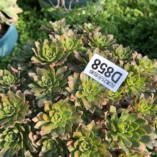 萍*?多肉植物一个