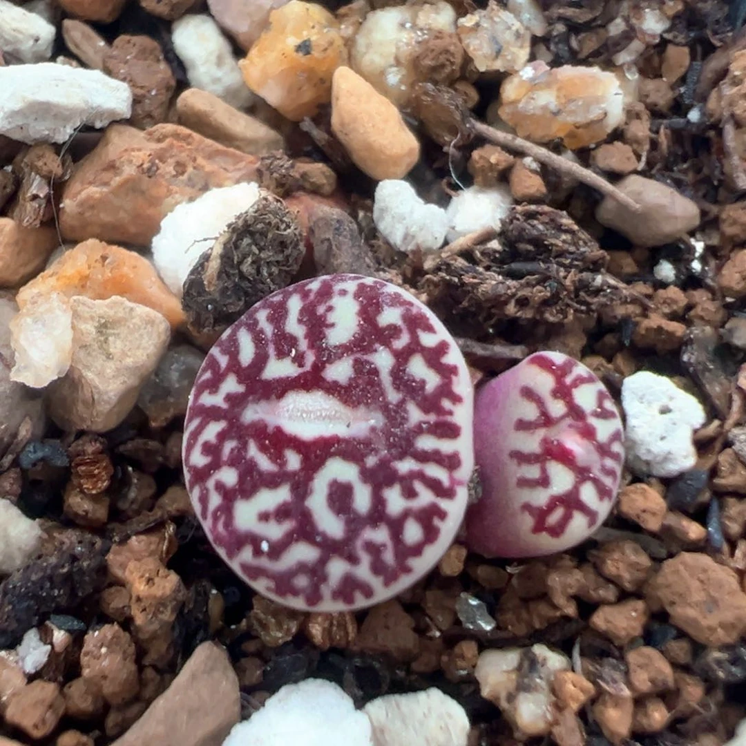 75多肉植物百科知识