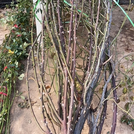 盘***鲜无花朵夏洛特夫人老桩