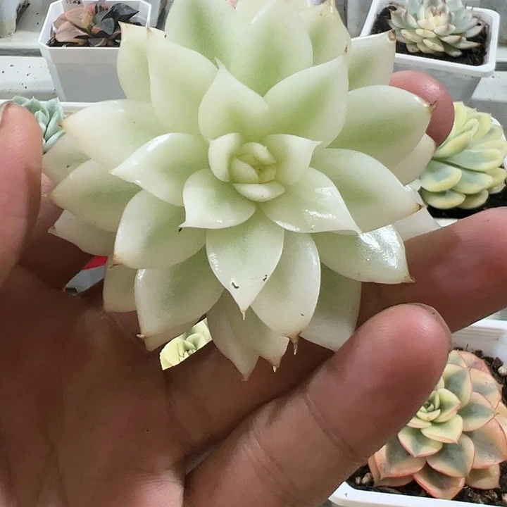 黑水晶宽锦多肉植物