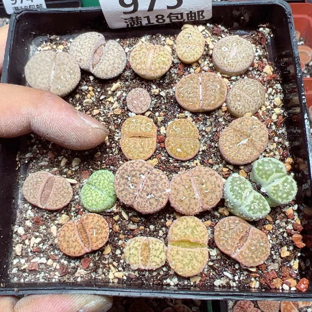 【闪购商品】975。