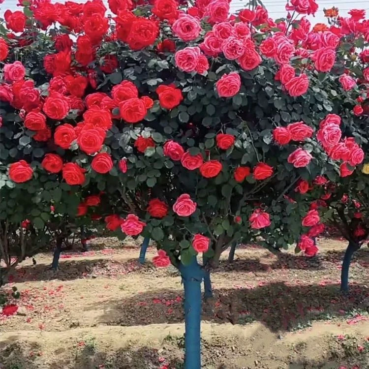 树桩月季国月特大花四季开花室外庭院阳台高杆棒棒糖月季