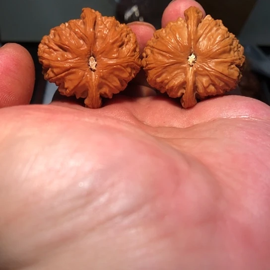 有机玻璃38全品大肚球白