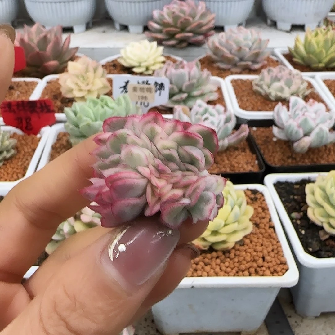 宇***婷224麦秆缀花多肉