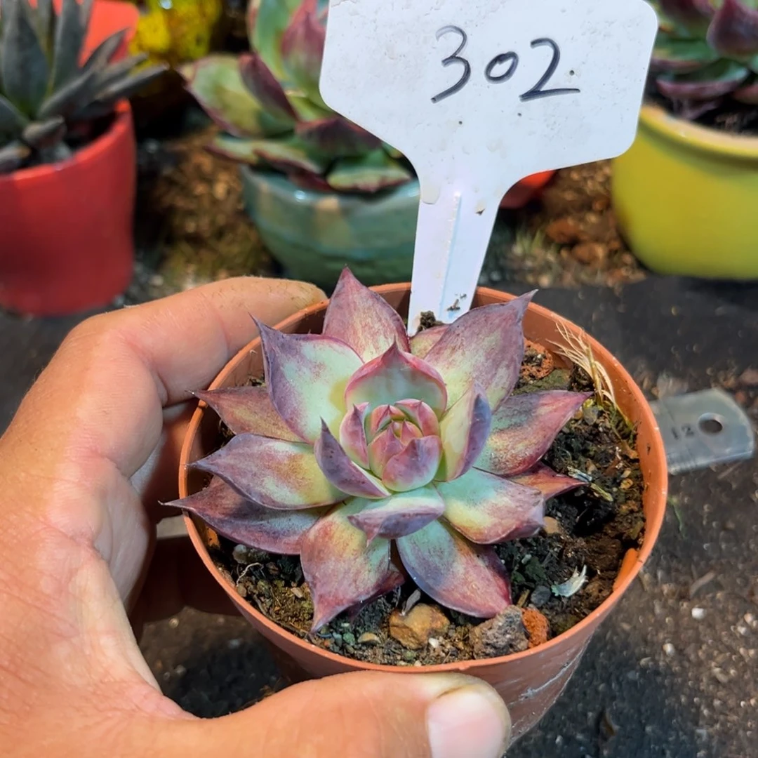 惊鸿仙子多肉植物302