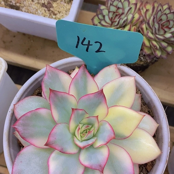 开心多肉，一物一拍，拍冷链接包黑腐