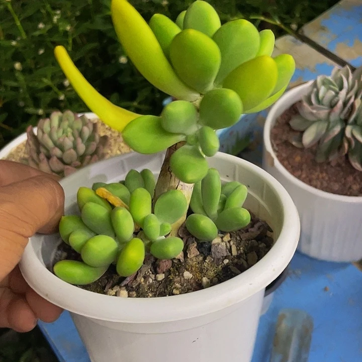 芒果奶一物一拍哦