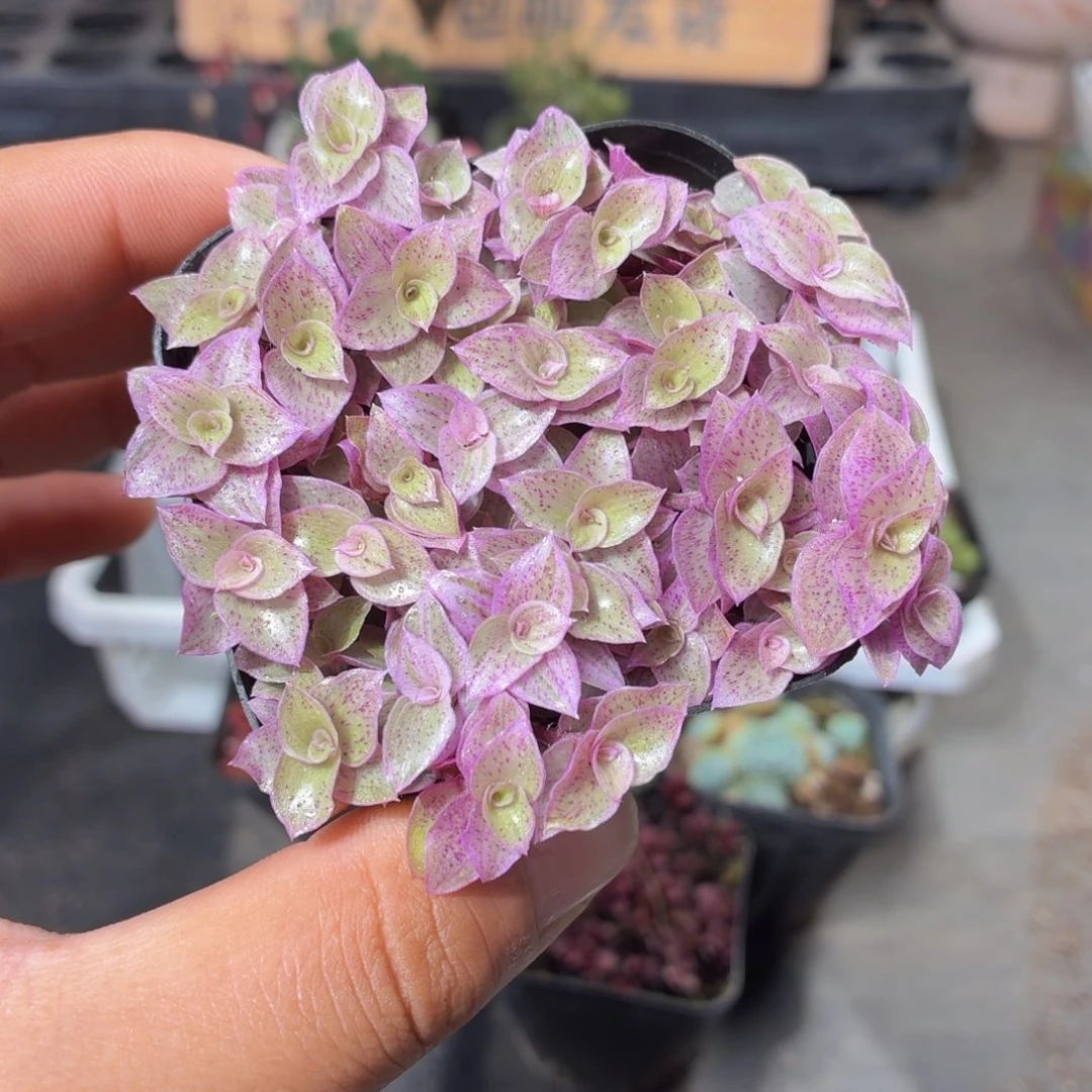 胭脂云多肉9.9包邮发货