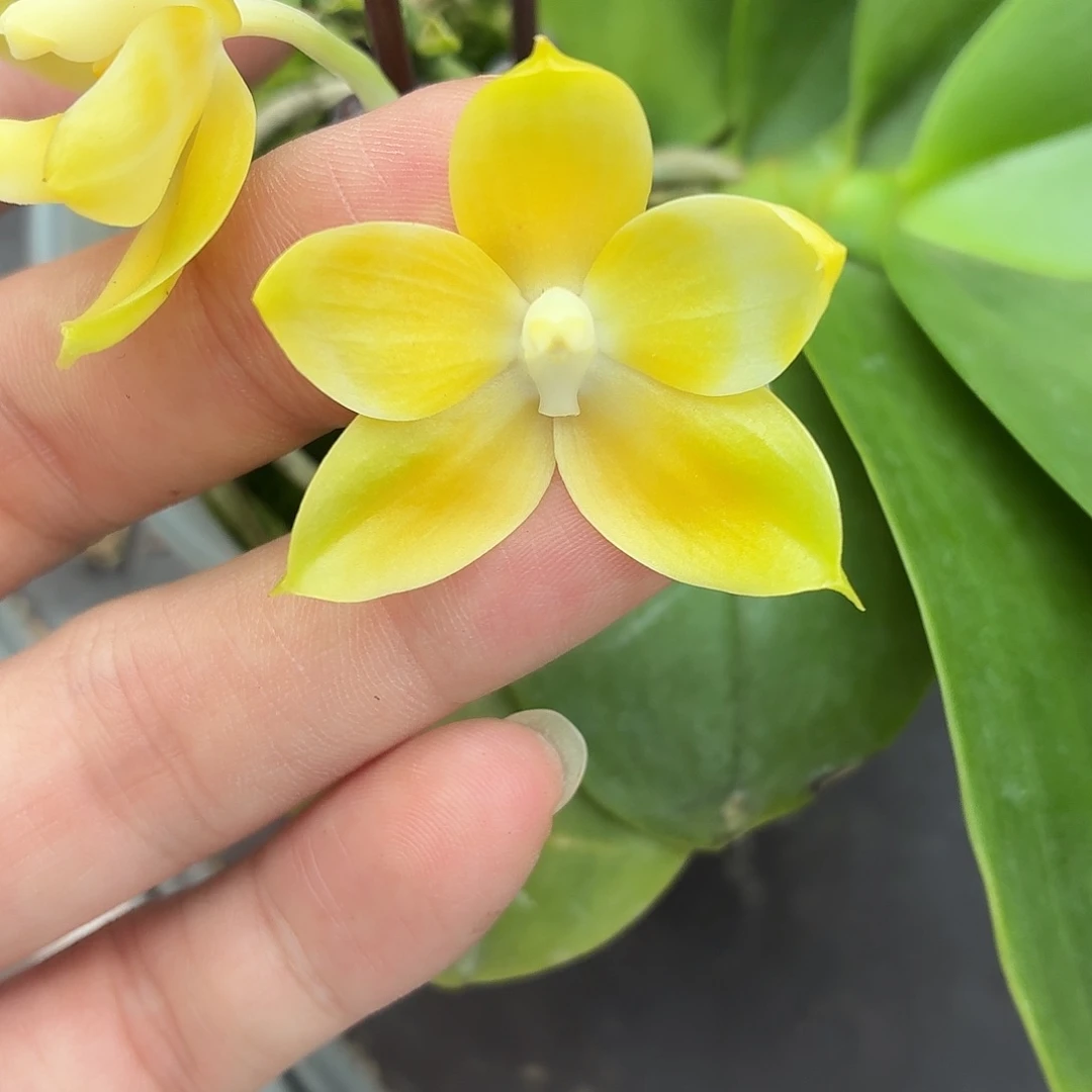 当前无花朵，栽培后可花朵A5450yss1168
