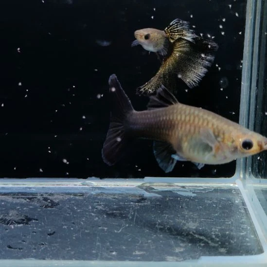 孔雀鱼微瑕满纹黑金蕾丝一对