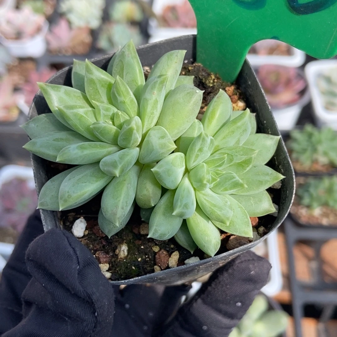 880美人杂多肉植物