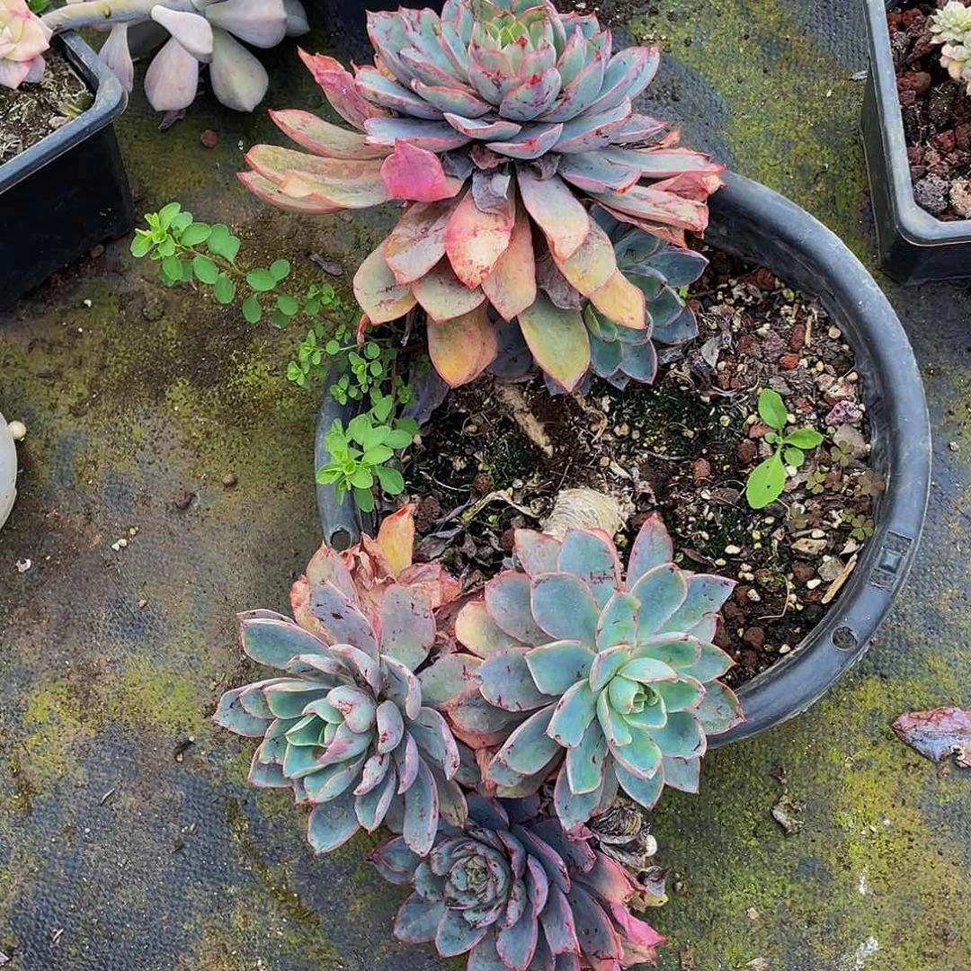 赫拉处理19.8多肉老桩飘枝