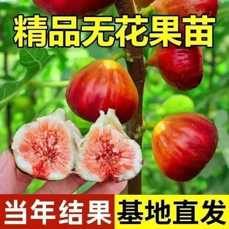 带果无花果树果苗盆栽特大果波姬红南北方可种植