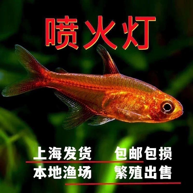 喷火灯鱼淡水热带小型观赏鱼水草缸群游活体灯科鱼