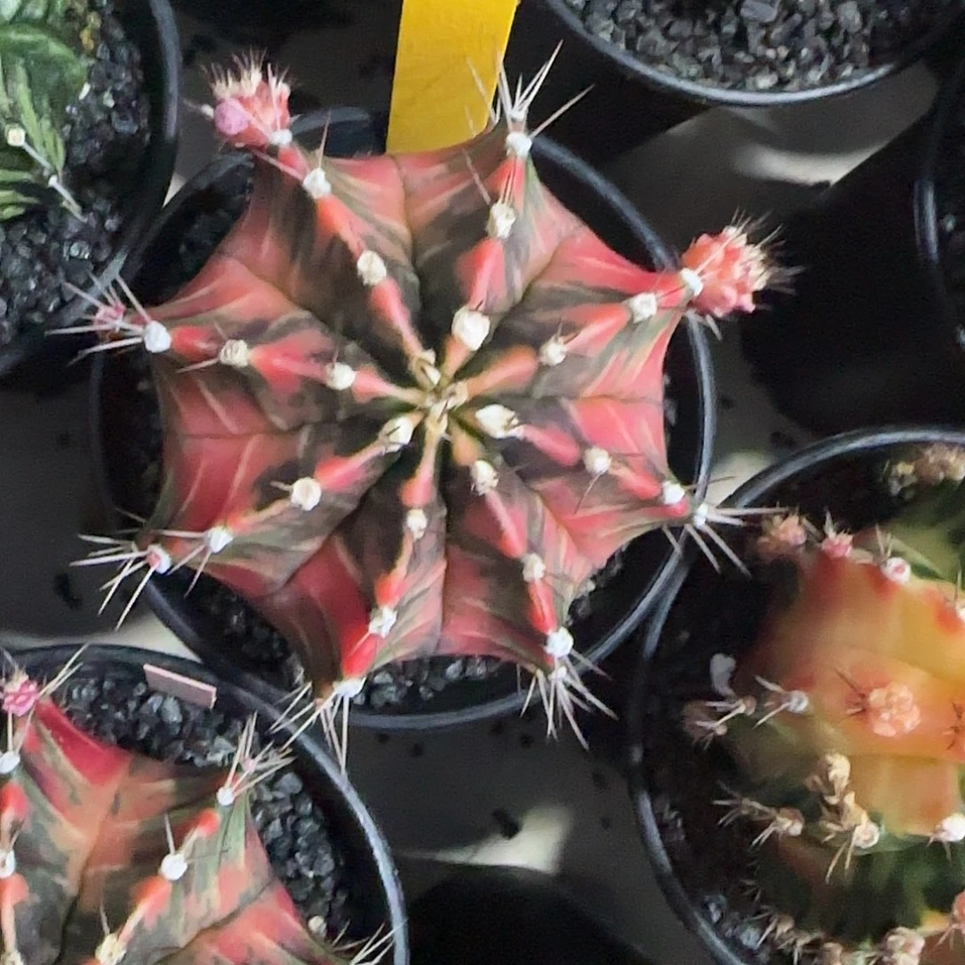 L733-1220泰国发货 212