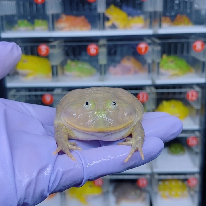 角蛙恭喜发财大吉大利