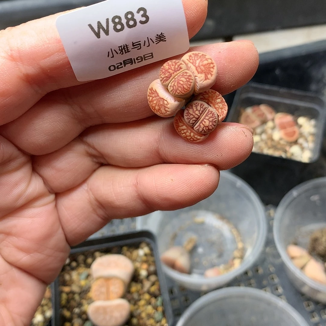 睡**?W883多肉植物保护研究所