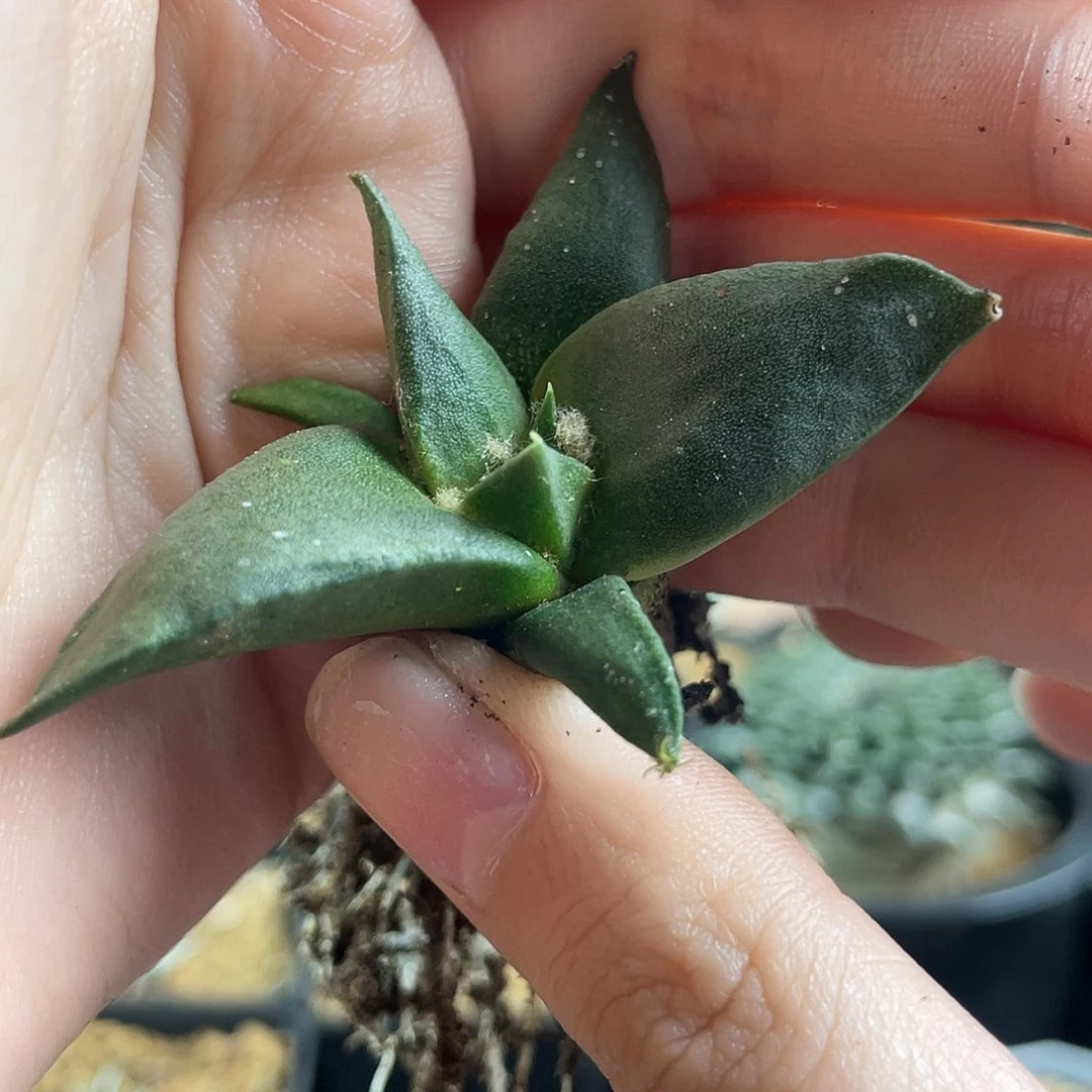 4cm实生超细尤龙牙牡丹萝卜根