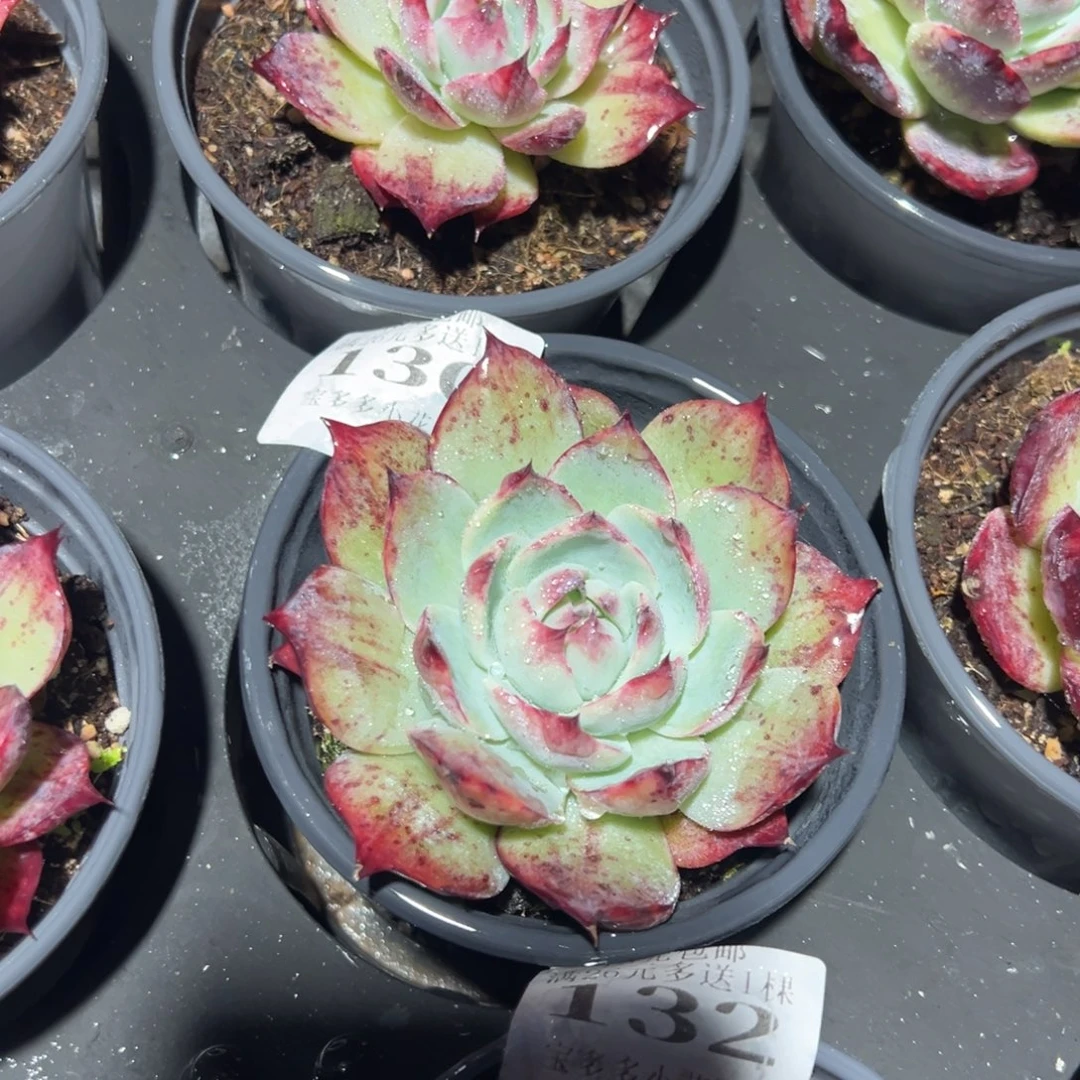 130号拉丝惊鸿一物一拍满18包邮