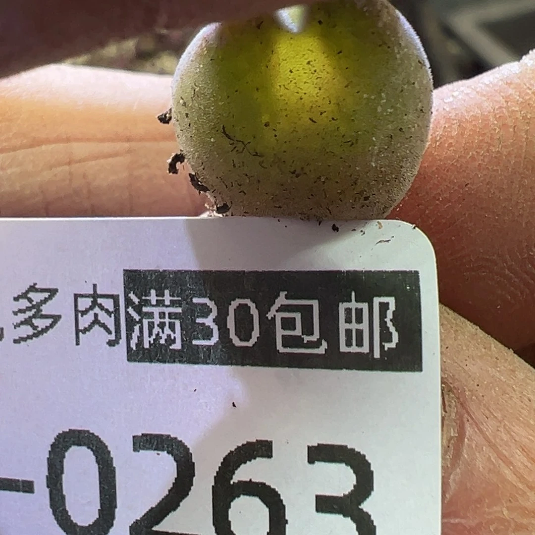 多肉植物11111111111111
