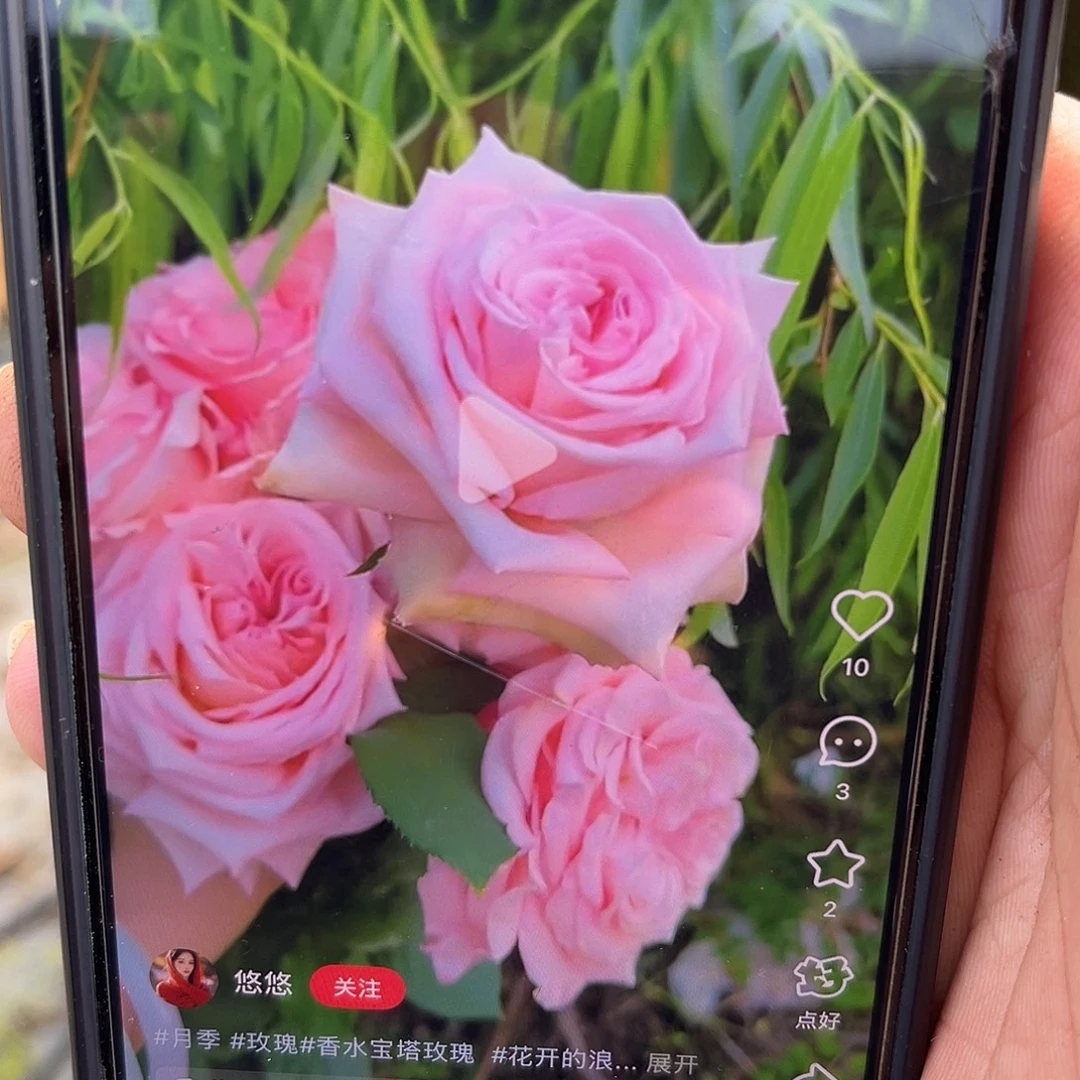 无花朵———-香水宝塔 福利款
