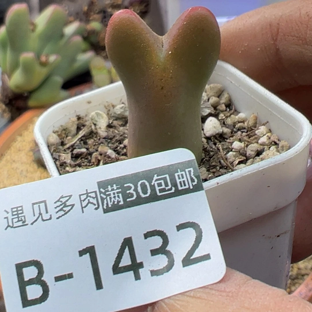 多肉植物111111111111111
