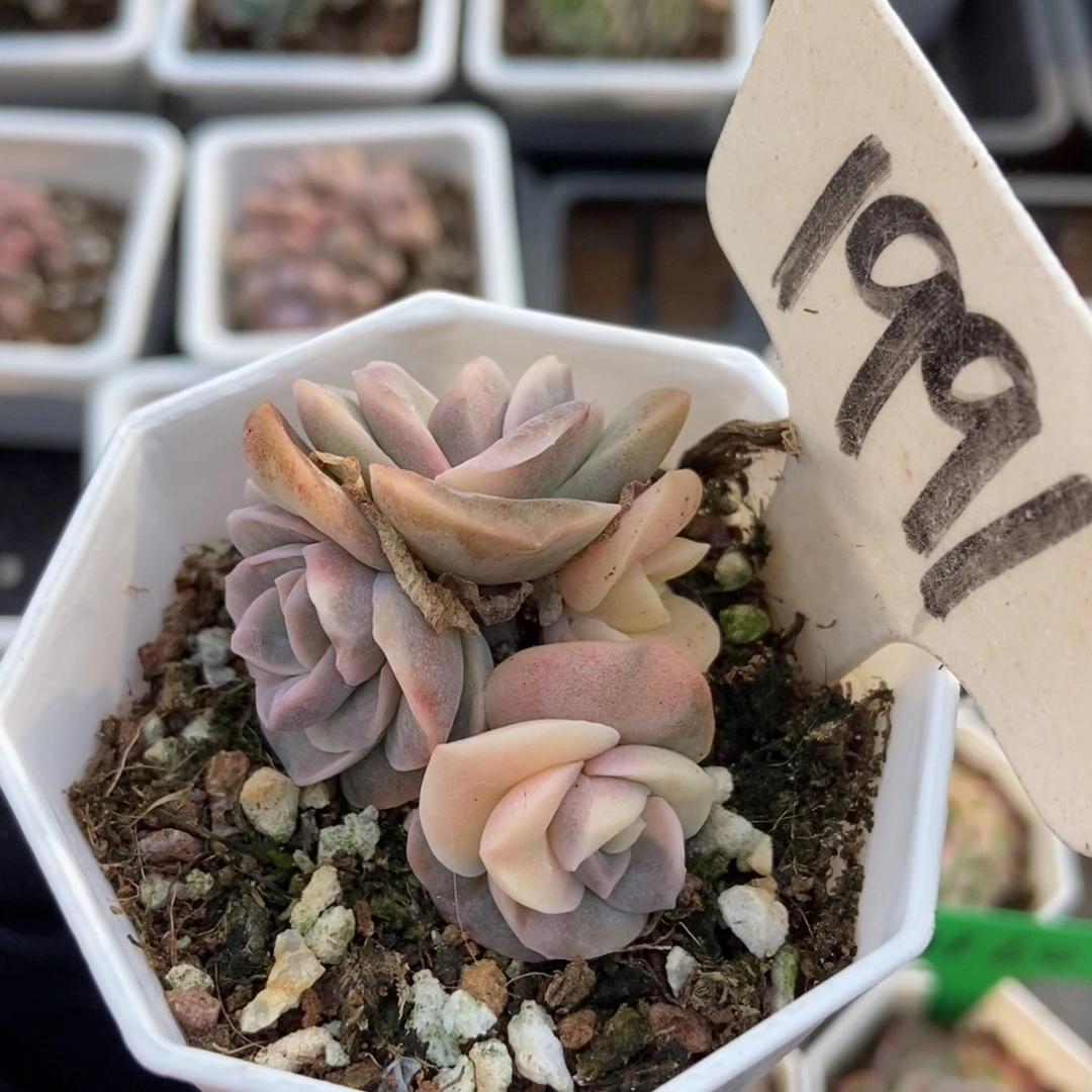 1991可爱玫瑰锦多肉