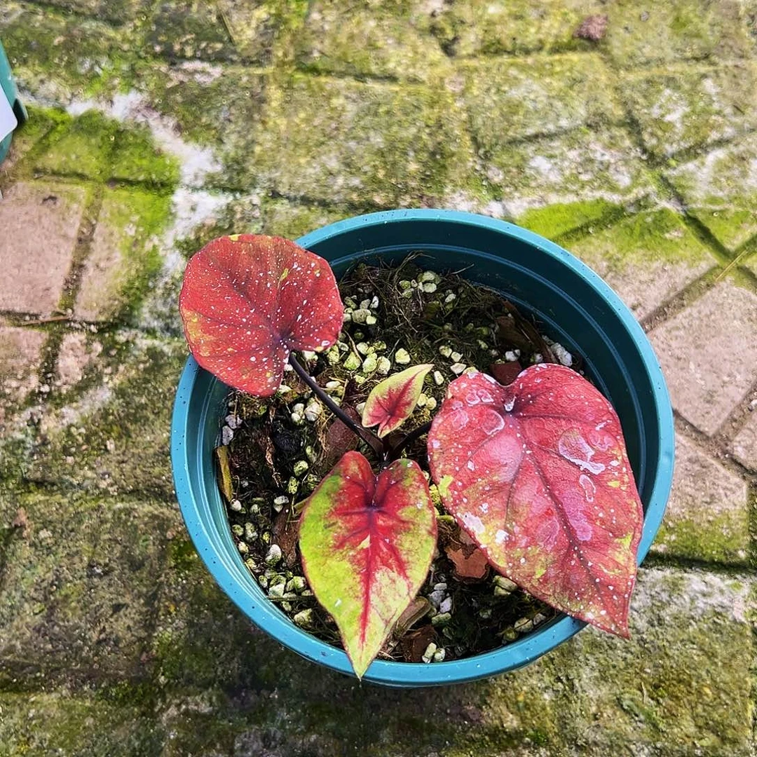 原***人完全开放一物一拍0121