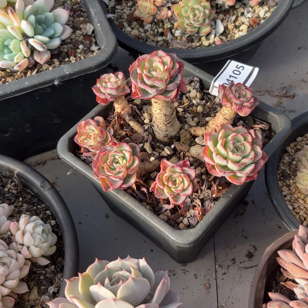 七福美尼多肉04105