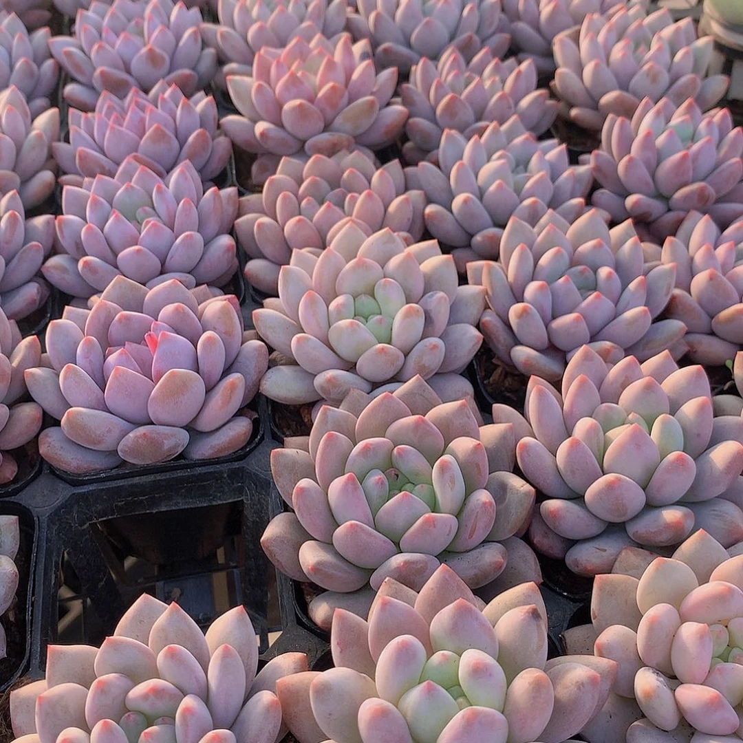 半夏2456788999000000