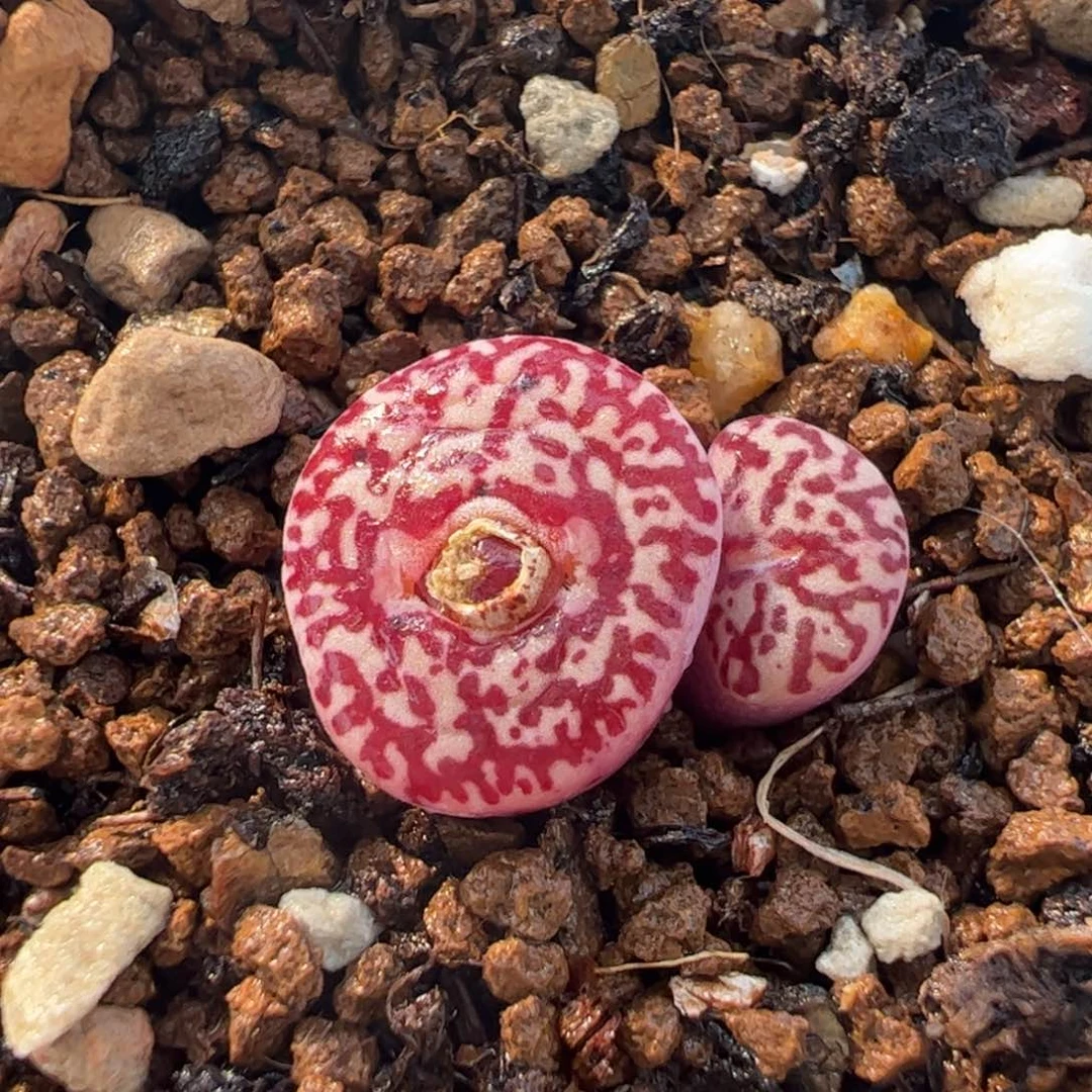 631多肉植物百科