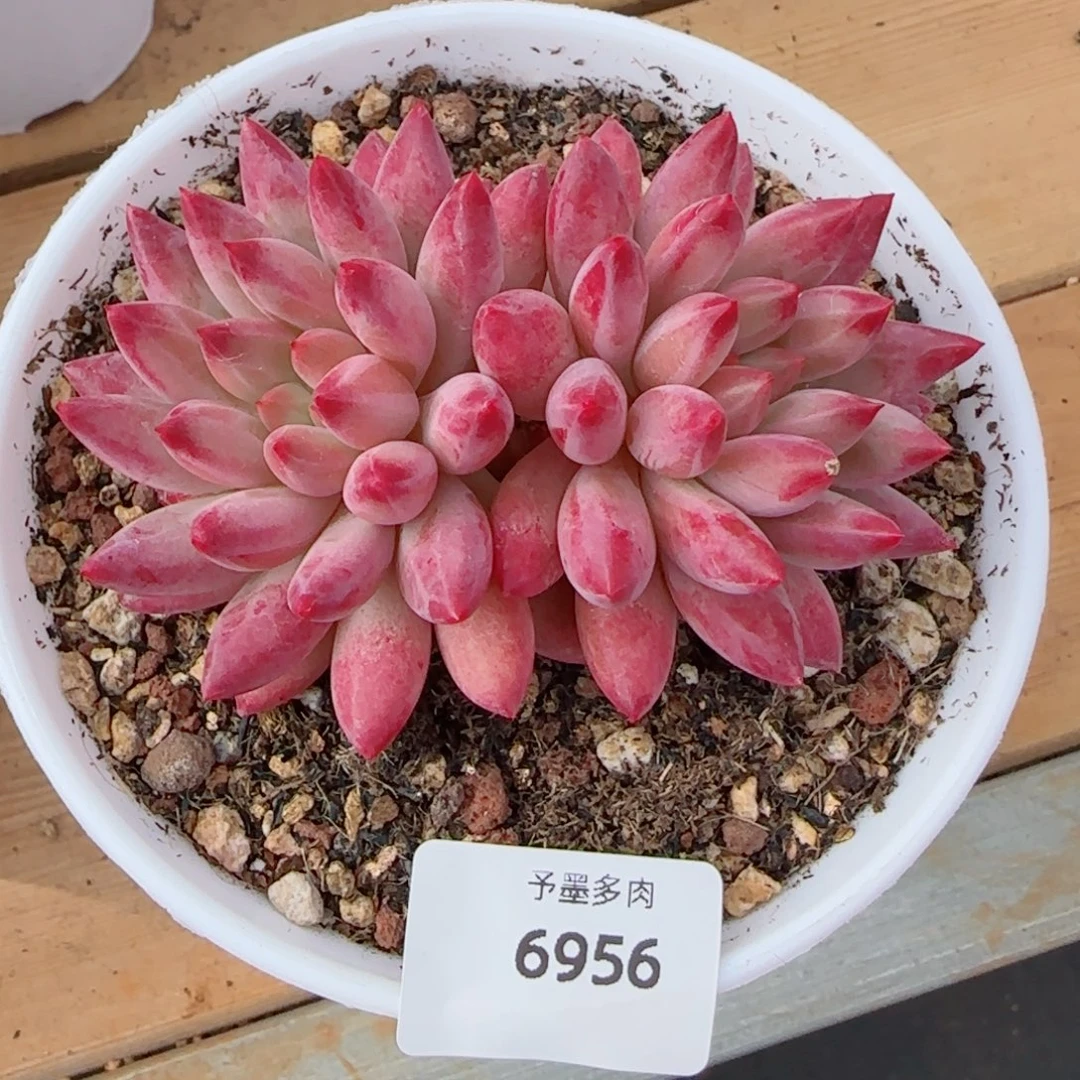 艾***）虞美人，6956多肉植物