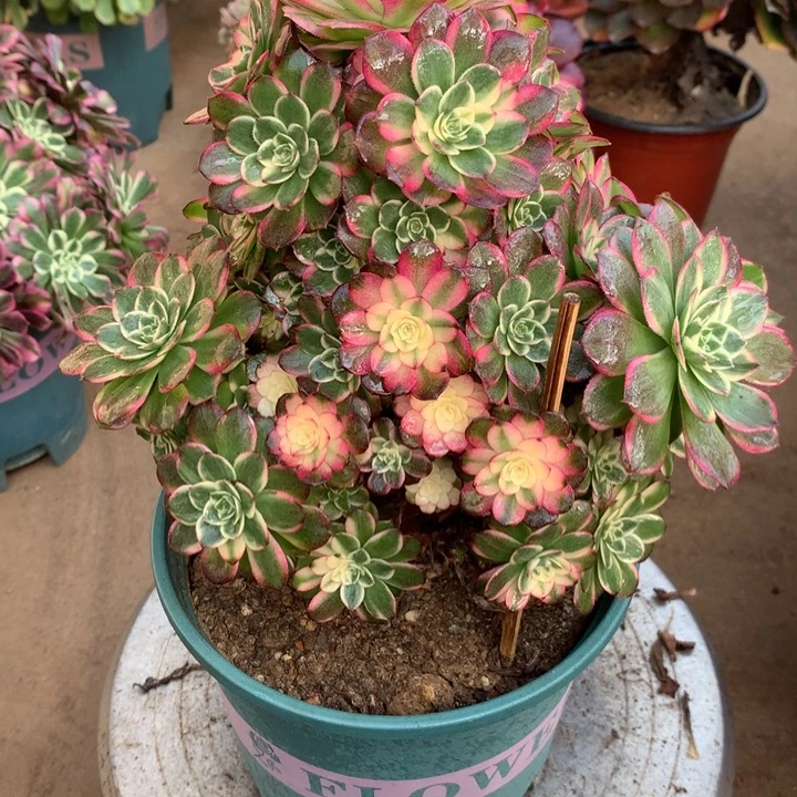 445海鲜多肉植物特价