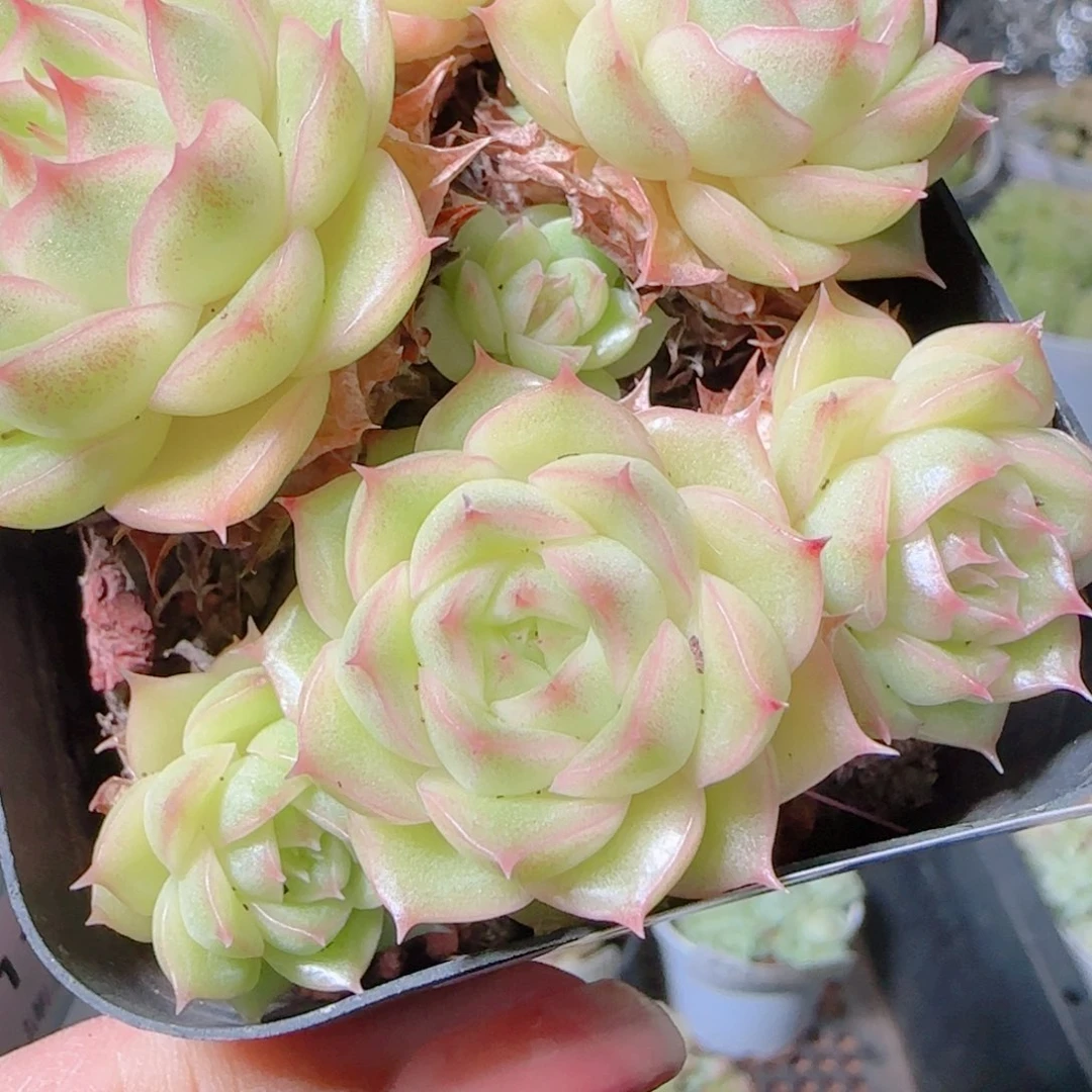 ****࿐花语逸镜1103-247散