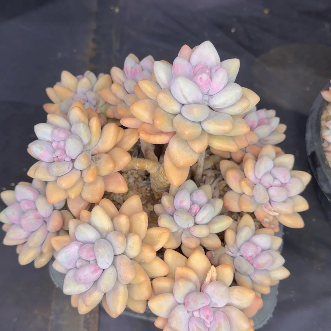 多肉植物的生长发育和生长