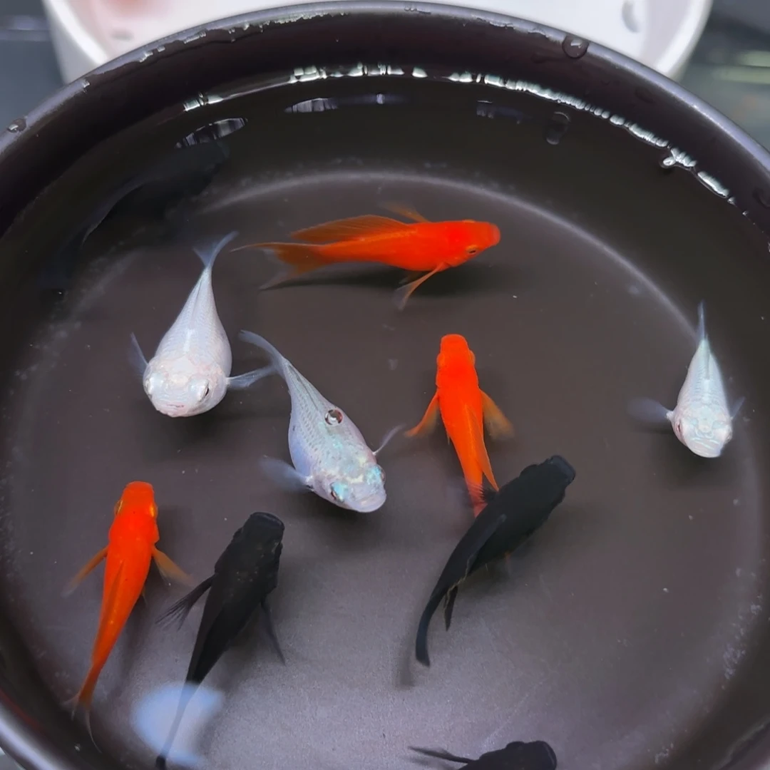 孔雀鱼玛丽球8+2