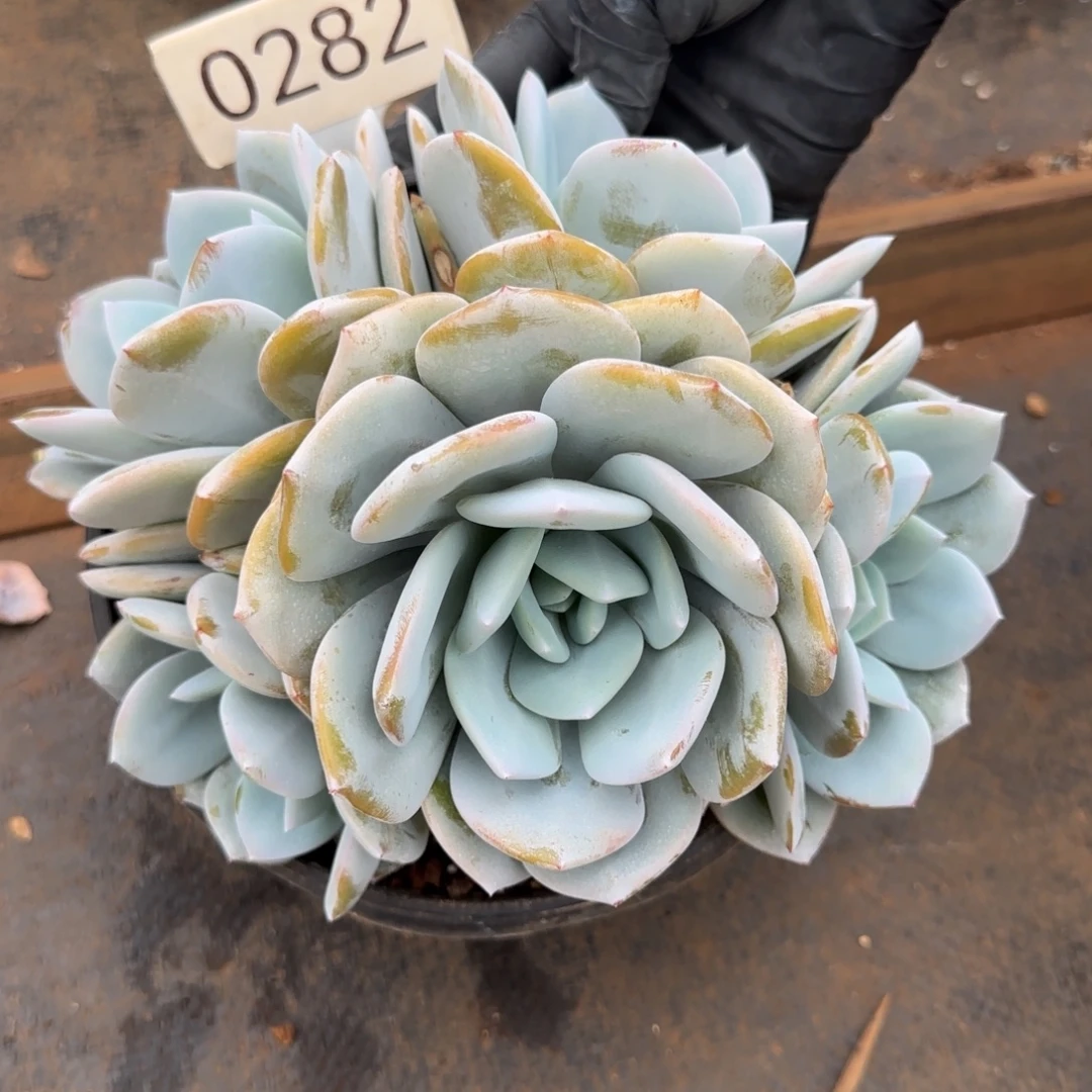 木***u0282。 奶茶五头