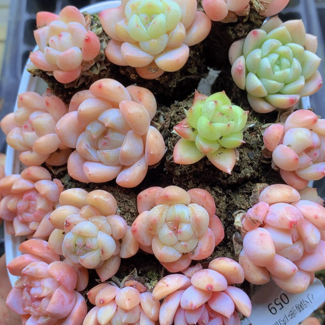 我要去看电影了哦我059