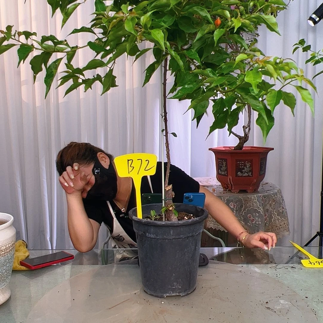 当前无花栽培后可以开花旭****尹B72橙桑巴