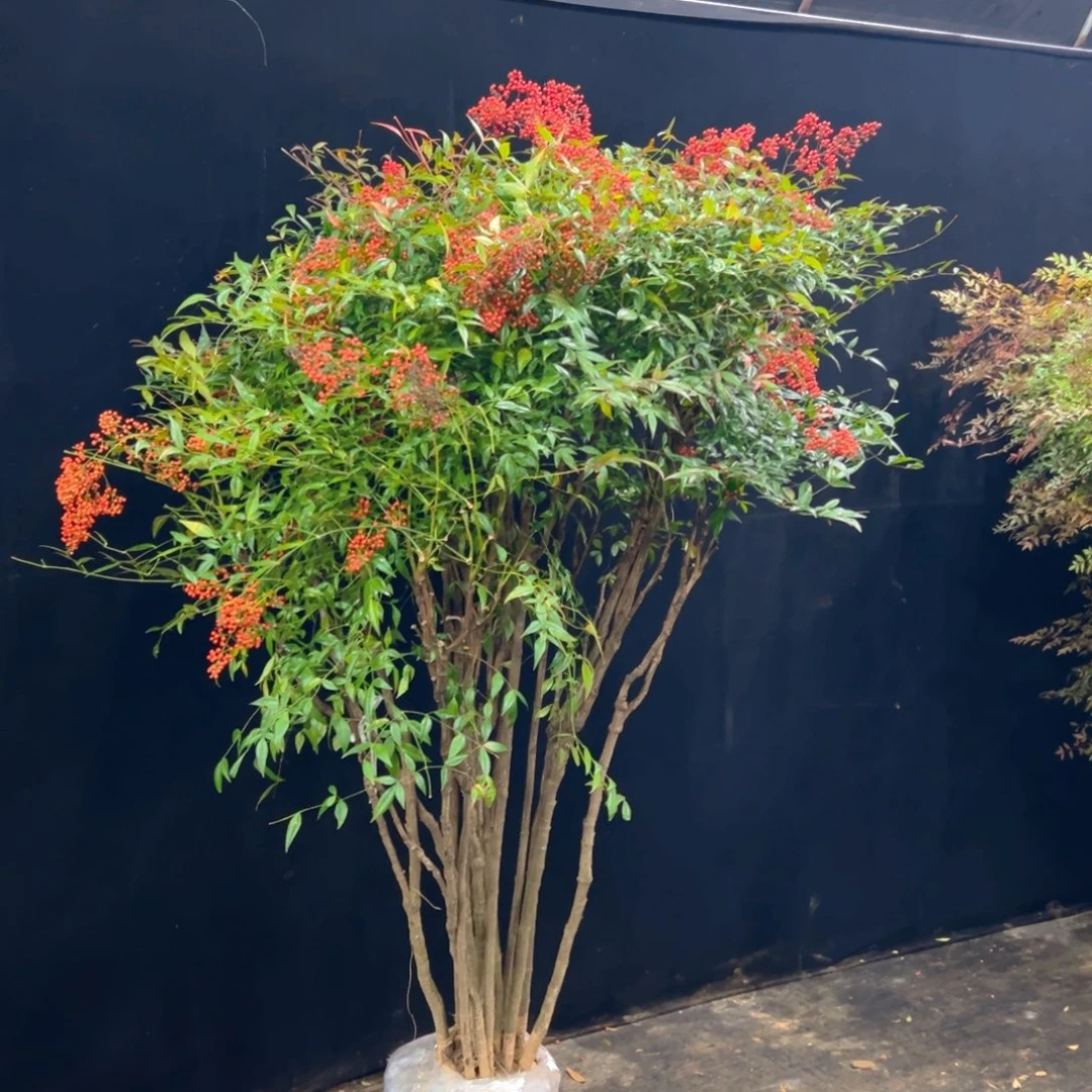 完全开放卓*1111111