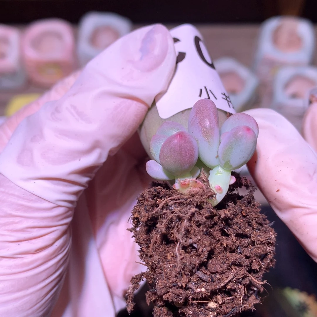 019 米可奶酪多肉