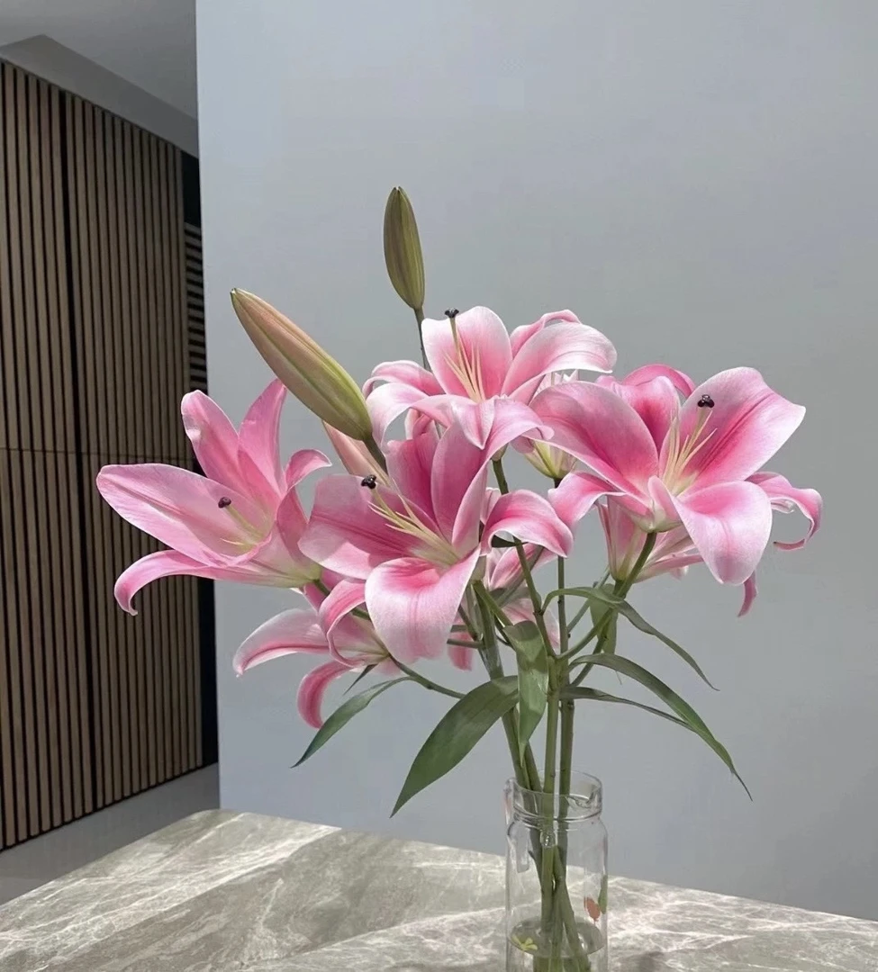 【小雨家AA级】普拉芬多香水百合花（拒收不售后）