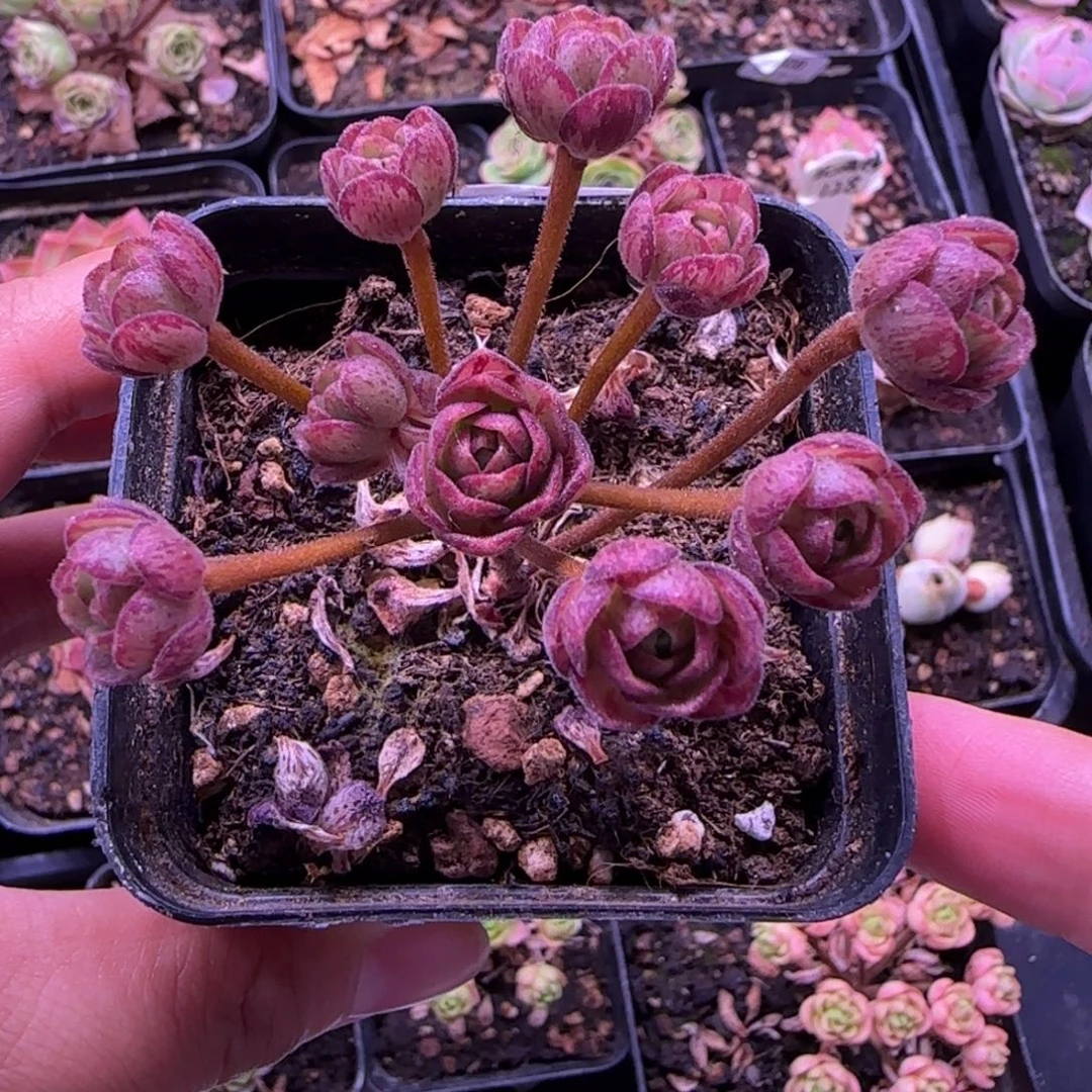 半城玫瑰红颜橄榄619