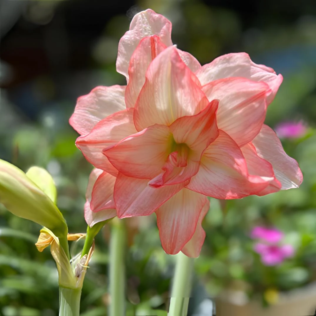 【僵尸】基地自然球