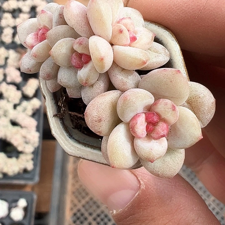 多肉阳光玫瑰小树，1358号