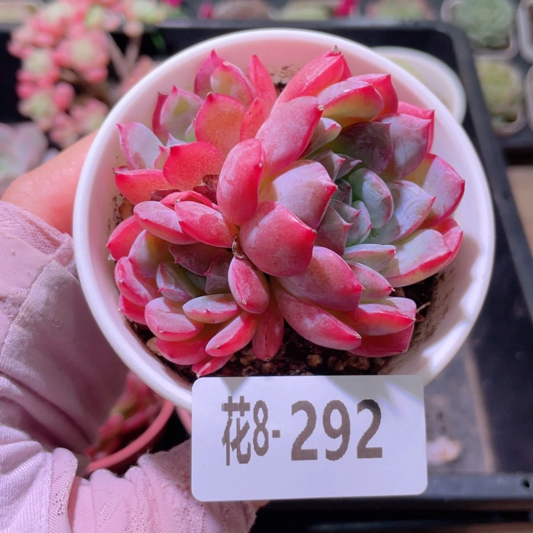 花利美8-292新品群