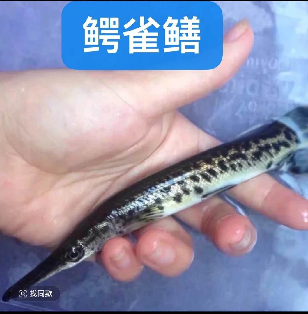 好养耐活无需过滤打氧的鳄雀鳝福鳄苗子热带大型观赏鱼活体