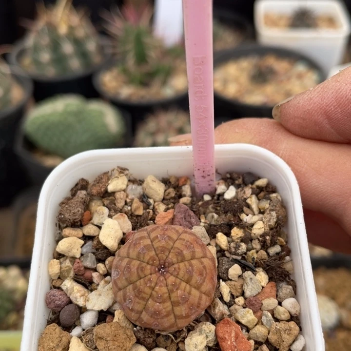 实生胭脂布纹25350000