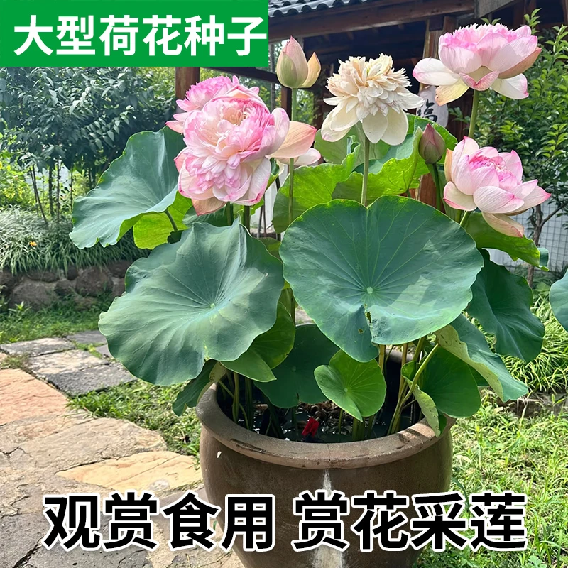 观赏莲花盆栽高产多莲蓬种籽新手好养室外池塘大泥田产藕莲花种子